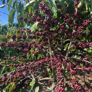 LỢI ÍCH KÉP TỪ MÔ HÌNH CANH TÁC CÀ PHÊ GIẢM PHÁT THẢI