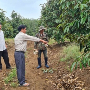 'ÔNG VUA SẦU RIÊNG' VÙNG BIÊN