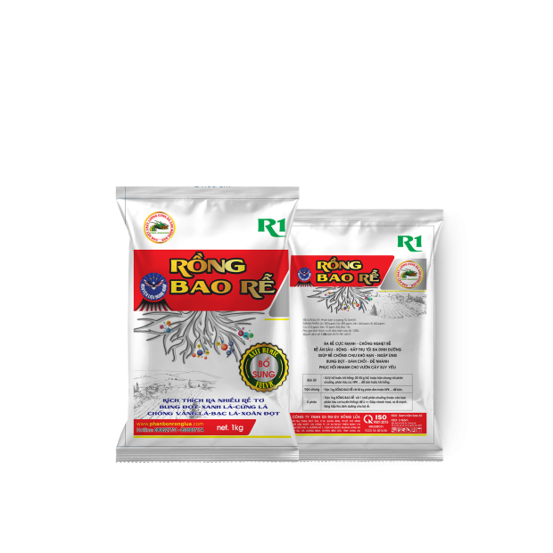 RỒNG BAO RỄ - 1KG